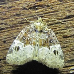 Neoligia crytora