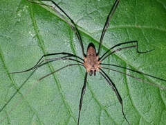 Leiobunum calcar