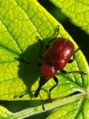 Merhynchites wickhami