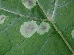Calycomyza flavinotum
