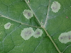 Calycomyza flavinotum