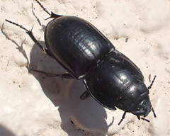 Pasimachus sublaevis