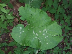 Calycomyza flavinotum