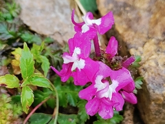 Pedicularis punctata