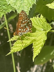 Euphydryas colon