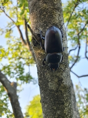 Lucanus cervus