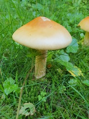 Amanita flavescens