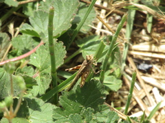 Acrotylus insubricus