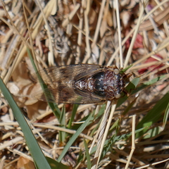 Diceroprocta swalei