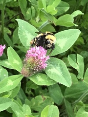 Bombus borealis