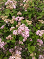 Spiraea superba