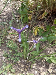 Iris sintenisii
