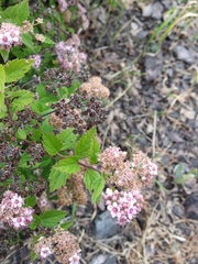 Spiraea superba