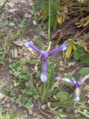 Iris sintenisii