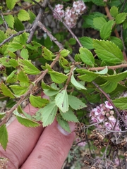 Spiraea superba
