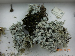 Stereocaulon sterile