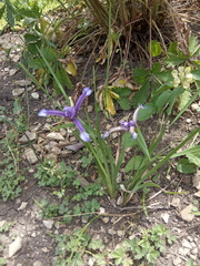 Iris sintenisii