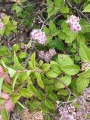 Spiraea superba
