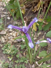 Iris sintenisii