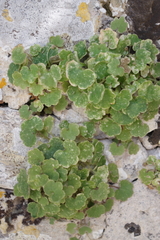 Cymbalaria pubescens