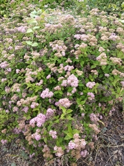 Spiraea superba
