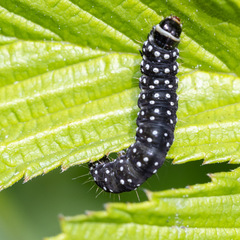 Aphelia