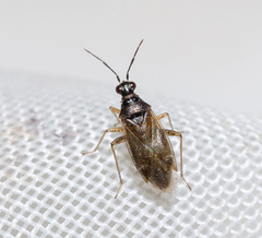 Dicyphus globulifer