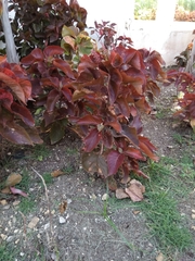 Acalypha wilkesiana