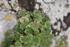 Cymbalaria pubescens