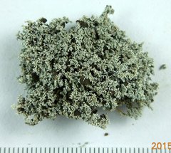 Stereocaulon sterile