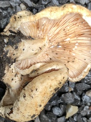 Lactarius acerrimus