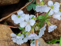 Acanthophyllum cerastioides