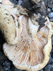 Lactarius acerrimus
