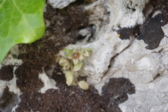 Campanula erinus