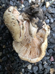 Lactarius acerrimus