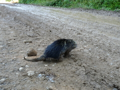 Coendou mexicanus