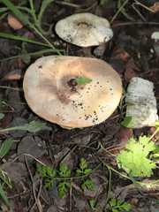 Agaricomycetes