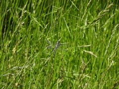 Gomphus vulgatissimus