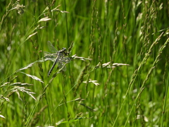 Gomphus vulgatissimus