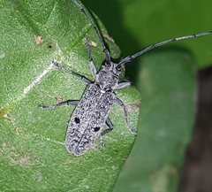 Microgoes oculatus