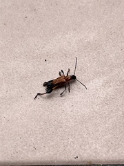 Merionoeda formosana