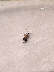 Merionoeda formosana