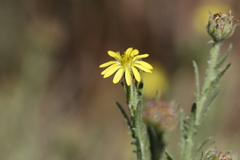 Osteospermum muricatum