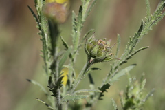 Osteospermum muricatum