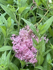 Filipendula rubra