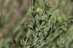 Osteospermum muricatum