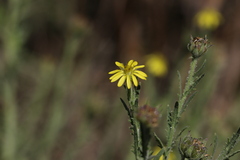 Osteospermum muricatum