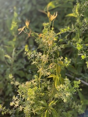 Galium asprellum