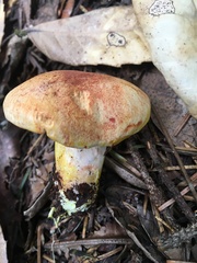 Cortinarius rubicundulus