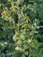 Galium asprellum